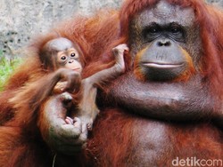 Penyelundupan Orangutan Digagalkan, 2 Pelaku Diamankan