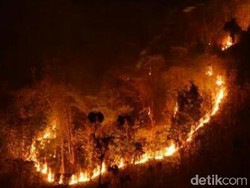 Hutan di Lereng Pegunungan Argopuro Terbakar