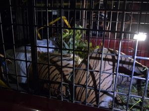 Harimau Hamil Tua Mati Kena Jerat Babi, Ini Imbauan Aparat