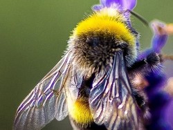 Perjuangan Lebah Bertahan dari Kepunahan