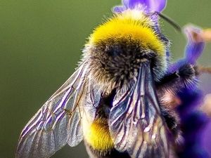 Perjuangan Lebah Bertahan dari Kepunahan Perjuangan Lebah Bertahan dari Kepunahan