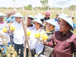 Rini Janji Jadikan Desa di Lamongan Kawasan Budidaya Melon