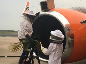 Serangan Lebah Tunda 3 Penerbangan di Afrika Selatan