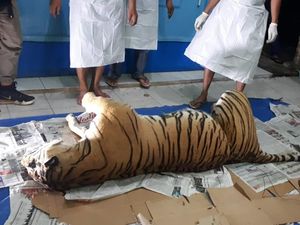 Jerat Manusia Habisi Nyawa Harimau Sumatera