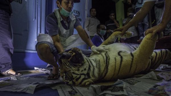Miris, Harimau Sumatera Mati Akibat Jerat Babi