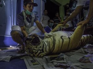 Miris, Harimau Sumatera Mati Akibat Jerat Babi