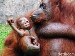 6 Orangutan Dilepasliarkan di Sintang Kalbar
