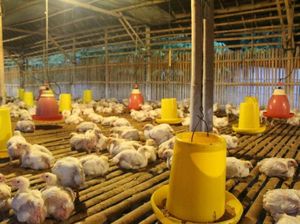 Peternak Ayam Broiler Merugi, Ini Imbauan Kementan