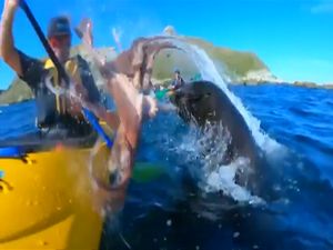 Asyik Naik Kano, Pria Ini Malah Ditampar Gurita