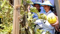 Semringahnya Menteri Rini saat Panen Melon