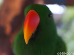 Flora dan Fauna Khas Indonesia Bagian Timur, Kamu Tahu Nggak Ya?