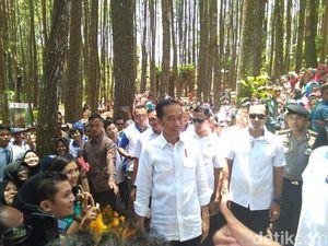 Nikmati Hutan Pinus Mangunan Bantul, Jokowi: Instagramable! Nikmati Hutan Pinus Mangunan Bantul, Jokowi: Instagramable!