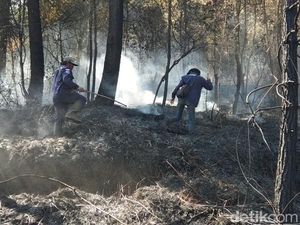 Hutan Pinus Dekat Candi Gedong Songo Terbakar