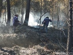 Hutan Pinus Dekat Candi Gedong Songo Terbakar