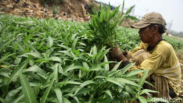 Potret Petani Sayuran Mencoba Bertahan di Tengah Kemarau