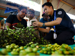 BRISPOT Bank Berjalan di Perbatasan Indonesia-PNG