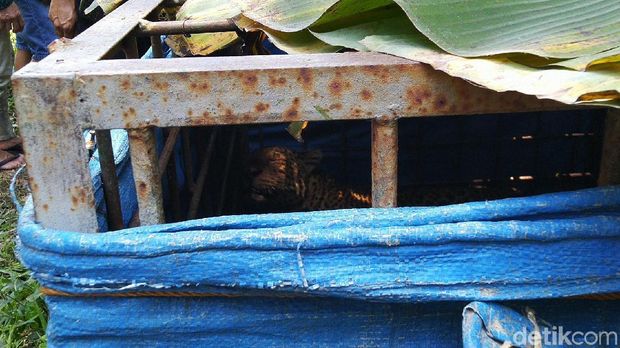 Kena Perangkap, Macan Tutul Berhasil Ditangkap Warga Ciamis