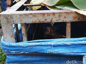 Macan Tutul yang Tertangkap Warga Ciamis, Segera Dilepasliarkan