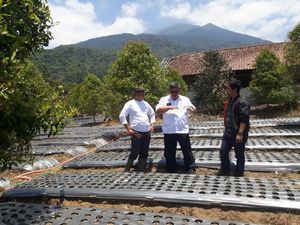 Kementan Optimis Majalengka Jadi Lumbung Bawang Putih Nasional