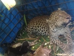 Kena Perangkap, Macan Tutul Berhasil Ditangkap Warga Ciamis