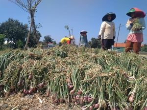 Petani Rugi Harga Bawang Merah Anjlok hingga Rp 5.000/Kg