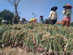 Stabilkan Harga Bawang Merah di Daerah, Begini Cara Asosiasi