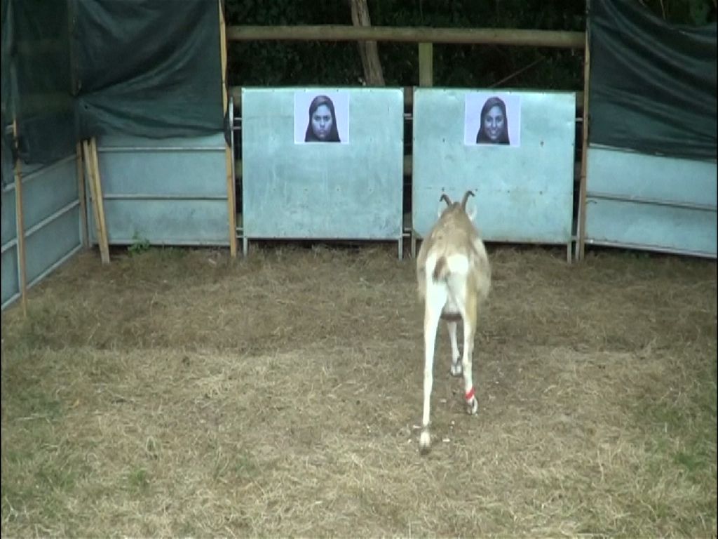 Video: Percaya atau Tidak, Kambing Lebih Suka Wajah Ceria Video: Percaya atau Tidak, Kambing Lebih Suka Wajah Ceria