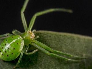 Sebanyak 37 Spesies Laba-laba Baru Ditemukan di Australia