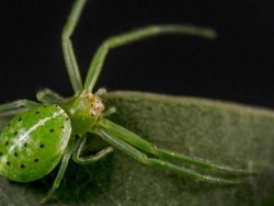 Sebanyak 37 Spesies Laba-laba Baru Ditemukan di Australia