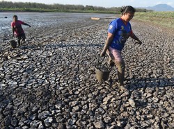 4 Kabupaten di NTT Masih Dilanda Kekeringan