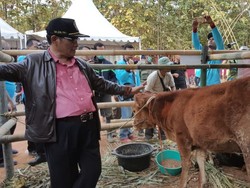 Lewat Upsus Siwab, Kementan Klaim Sapi Lokal Bertambah 2 Juta Ekor