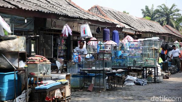 Berkunjung ke Sentra Ikan Hias Raden Inten yang Akan Direnovasi