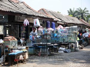 Berkunjung ke Sentra Ikan Hias Raden Inten yang Akan Direnovasi