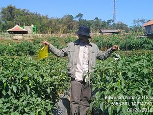 Kementan Amankan Pasokan Cabai untuk Natal dan Tahun Baru