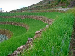 Kementan Dorong Solok Jadi Kawasan Bawang Merah Berbasis Korporasi