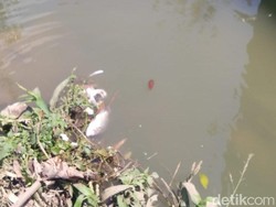 Pasca PT RUM Operasi Lagi, Warga Sebut Banyak Ikan di Sungai Mati