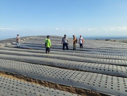 Lahan Sekitar Kawah Ijen Jadi Sentra Pengembangan Bawang Putih