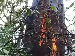 Lebih dari 10 Jam, Hutan Sumber Mata Air di Lombok Utara Terbakar