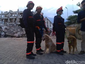 Aksi Keren! Anjing Pelacak Cari Korban Gempa Sulteng