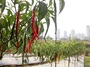 Cabai Dibuang Petani Gara-gara Harga Anjlok ke Rp 6.000/Kg Cabai Dibuang Petani Gara-gara Harga Anjlok ke Rp 6.000/Kg