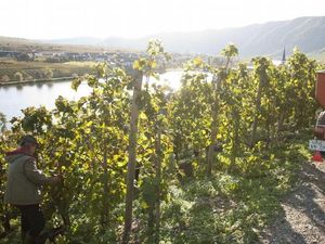 Panenan Kebun Anggur di Jerman Bernilai Rp 136 Juta Raib