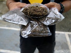 Ganja Kualitas Tinggi Papua Nugini Jadi Masalah di RI