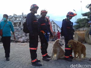 Anjing Pelacak Temukan Titik Korban Tertimbun di Hotel Roa Roa Palu