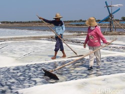Harga Garam Turun Saat Musim Panen, Ini Kata Petani di Sidoarjo