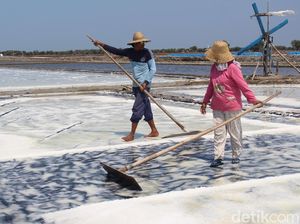 Harga Garam Turun Saat Musim Panen, Ini Kata Petani di Sidoarjo Harga Garam Turun Saat Musim Panen, Ini Kata Petani di Sidoarjo