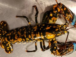 Cantiknya! Lobster Langka dengan Warna Hitam dan Bintik Oranye