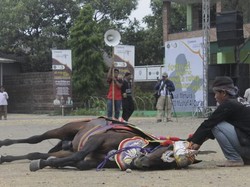 Sufi Music Festival 2018 Hadirkan Tamu Spesial Kuda Renggong