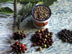 Sulawesi Tengah Juga Punya Kopi yang Nikmat, Termasuk dari Donggala