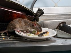 Usir Tikus dari Dapur Paling Jitu Pakai Lem Super Lengket