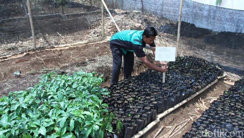 SMK di Sumedang Terapkan Budidaya Kopi dalam Mata Pelajaran